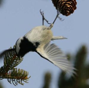 Coal Tit