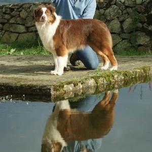 Australian Shepherd