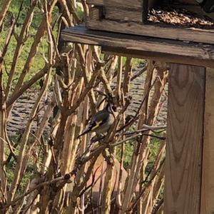 European Goldfinch