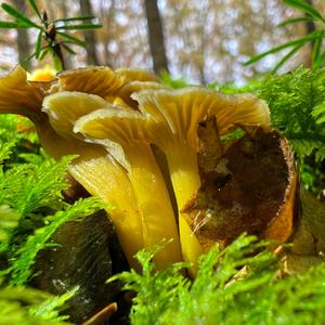 Trumpet Chanterelle