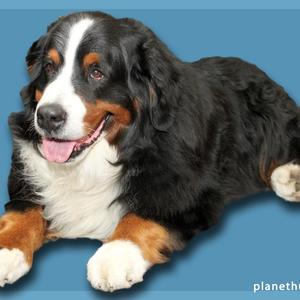 Bernese Mountain Dog