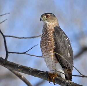 Cooper's Hawk