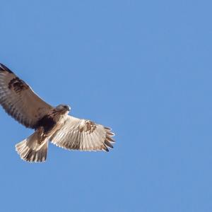 Rough-legged Hawk