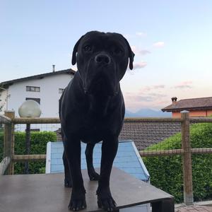 Cane Corso Italiano