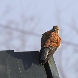 Common Kestrel