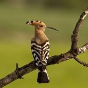 Eurasian Hoopoe