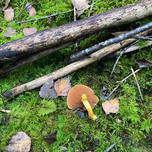 Peppery Bolete