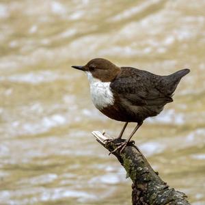 White-throated Dipper