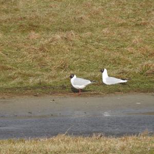 Black-headed Gull