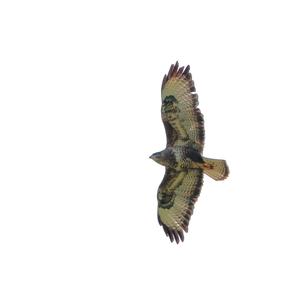 Common Buzzard