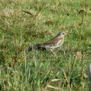 Fieldfare