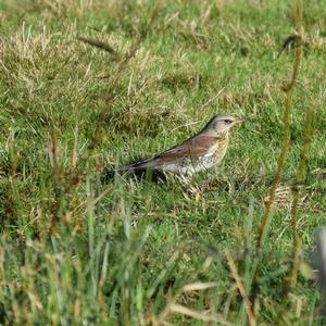 Fieldfare