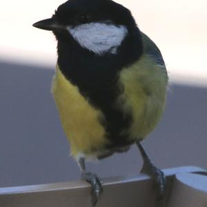 Great Tit