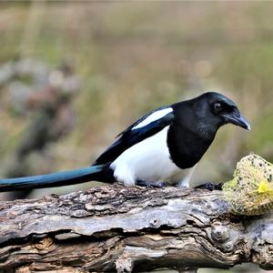 Black-billed Magpie