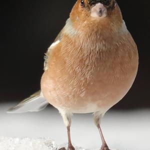 Eurasian Chaffinch