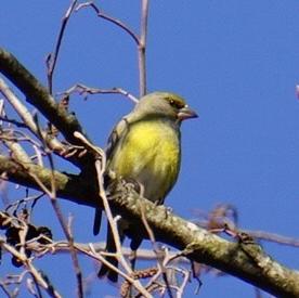 European Serin