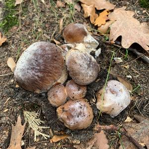 King Bolete