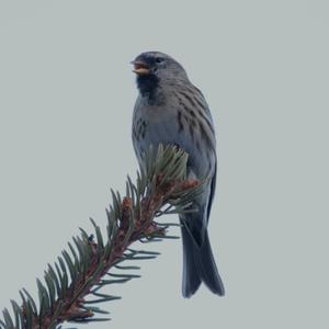 Common Redpoll