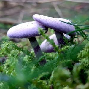 Amethyst Deceiver