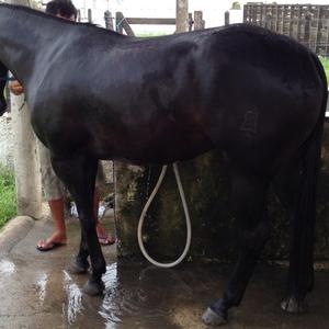 American Quarter Horse