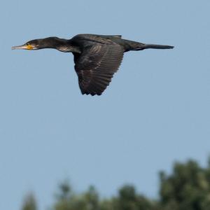 Great Cormorant