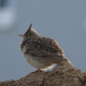 Crested Lark