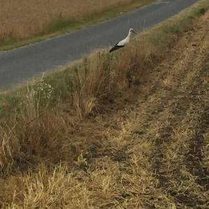 White Stork