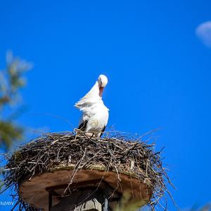 White Stork