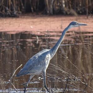 Black-headed Heron