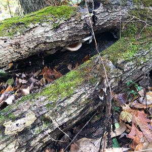 Resinous Polypore