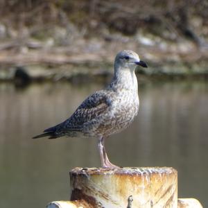 Herring Gull