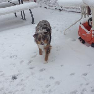 Australian Shepherd