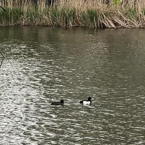 Tufted Duck