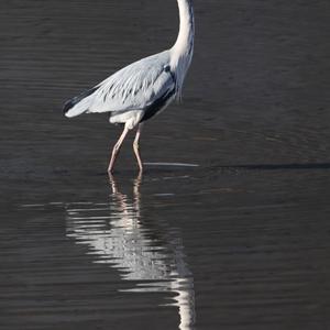 Grey Heron