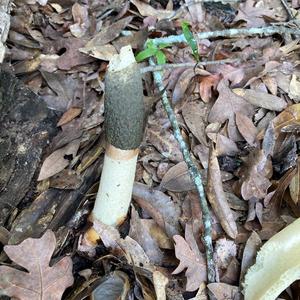 Stinkhorn, Common