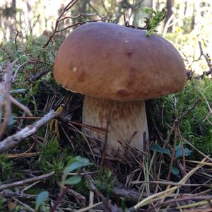 King Bolete