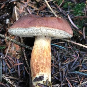 Bay Bolete