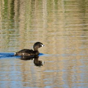 Pied-billed Grebe