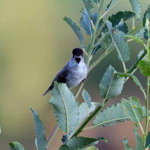 Blackcap