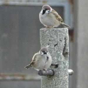 Eurasian Tree Sparrow