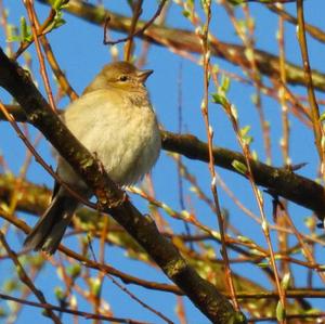 Eurasian Chaffinch