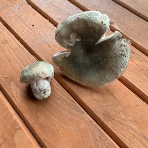 Cracked Green Russula