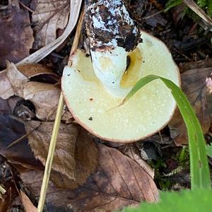 Dotted-stalk Bolete