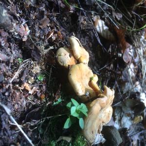 Chanterelle, Common