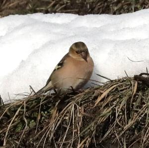 Eurasian Chaffinch