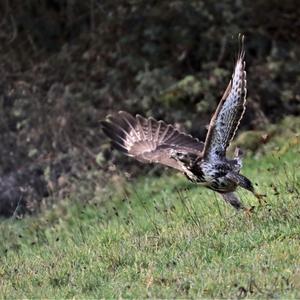 Mäusebussard