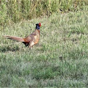 Common Pheasant