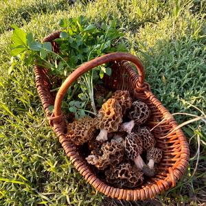 Yellow Morel