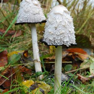 Shaggy Mane