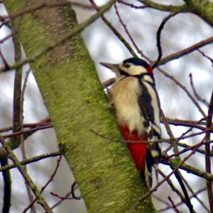 Great Spotted Woodpecker